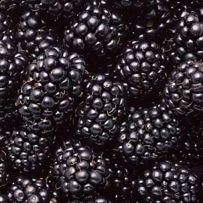 Ежевика ОРКАН бесшипная  Ежевика ОРКАН бесшипная в Кирове