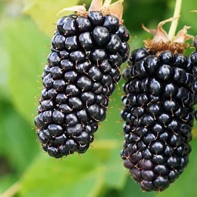 Ежевика КОЛАМБИЯ ГИГАНТ бесшипная  Ежевика КОЛАМБИЯ ГИГАНТ бесшипная в Кирове