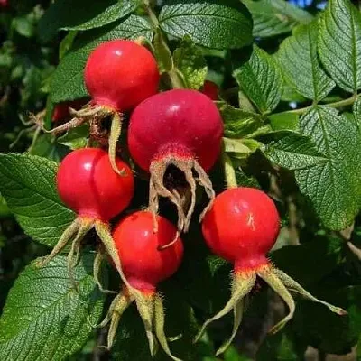 Шиповник ВИТАМИННЫЙ ВНИВИ  Шиповник ВИТАМИННЫЙ ВНИВИ в Кирове