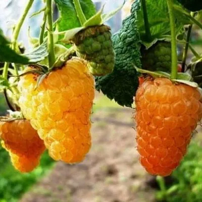 Малина ОРАНЖЕВОЕ ЧУДО  Малина ОРАНЖЕВОЕ ЧУДО в Кирове