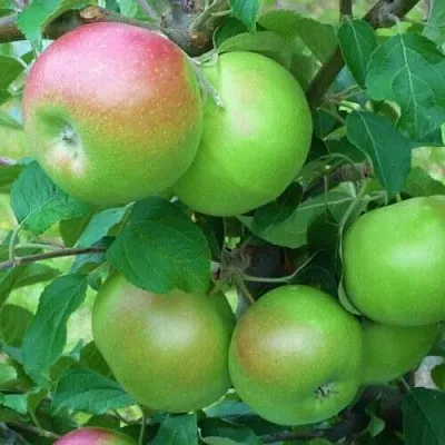 Яблоня НАВАВИТА  Яблоня НАВАВИТА в Кирове