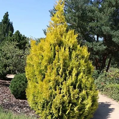 Туя СТОУНХАМ ГОЛД складчатая в Кирове