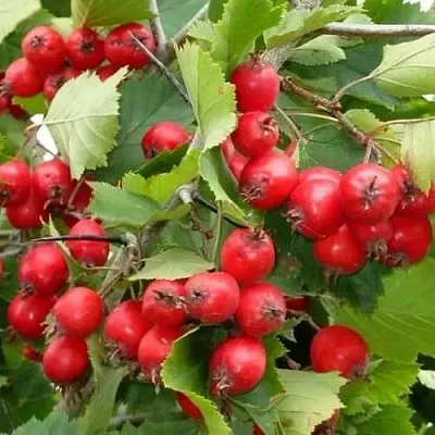 Боярышник СВАЯК  Боярышник СВАЯК в Кирове