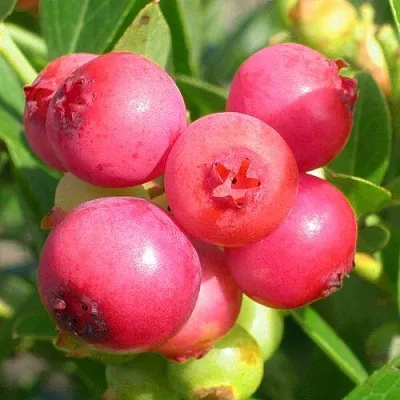 Голубика ПИНК ЛИМОНАД в Кирове