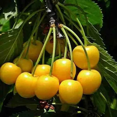 Черешня ЧЕРМАШНАЯ  Черешня ЧЕРМАШНАЯ в Кирове