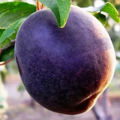 Абрикос ШЛОР ЦИРАН  Абрикос ШЛОР ЦИРАН в Кирове