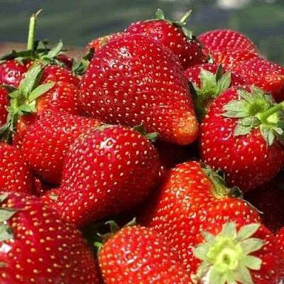 Клубника ПИРЧИНКЬЮ в Кирове