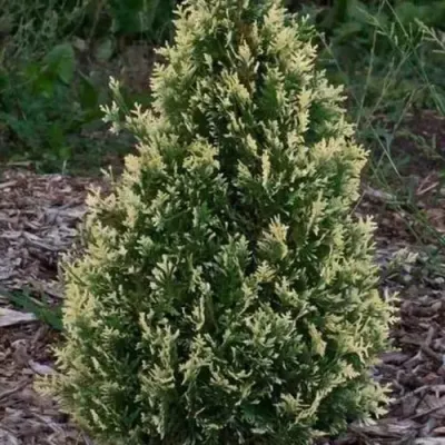 Туя БРАБАНТ ВАРИЕГАТТА западная — описание сорта Туя БРАБАНТ ВАРИЕГАТТА западная в Кирове