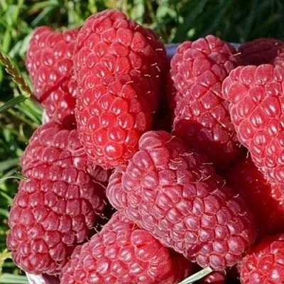 Малина САМОСВАЛ  Малина САМОСВАЛ в Кирове