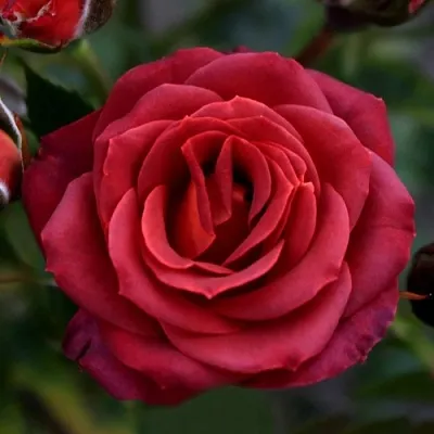 Саженцы роз ЧОКОЧИНО спрей в Кирове