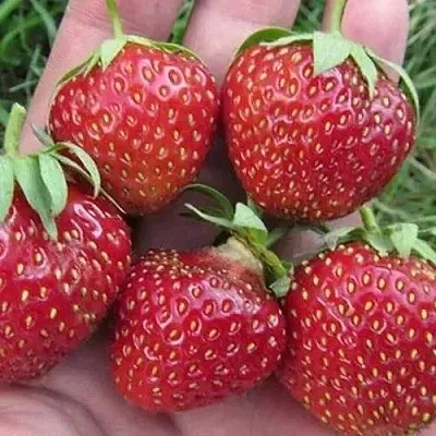 Клубника ВИМА ЗАНТА в Кирове