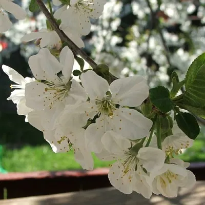 Вишня УМБРАКУЛИФЕРА  Вишня УМБРАКУЛИФЕРА в Кирове