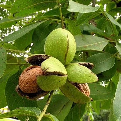 Грецкий орех в Кирове