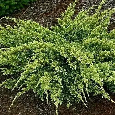 Можжевельник ДРИМ ДЖОЙ чешуйчатый в Кирове