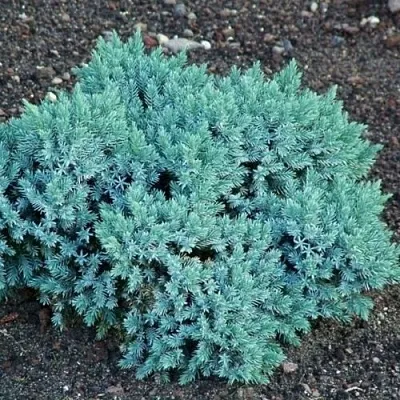 Можжевельник БЛЮ СТАР чешуйчатый в Кирове