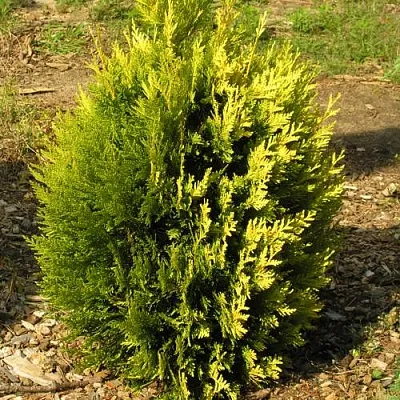 Туя КОППЕР ГОЛД западная в Кирове