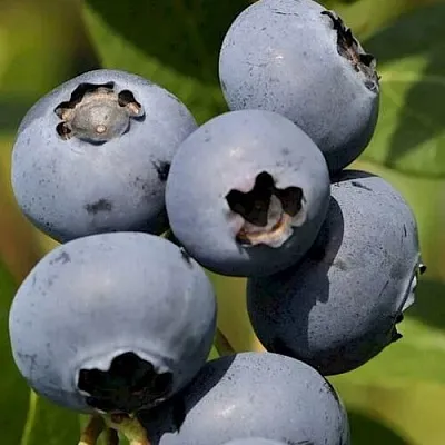 Голубика ЧАНДЛЕР в Кирове