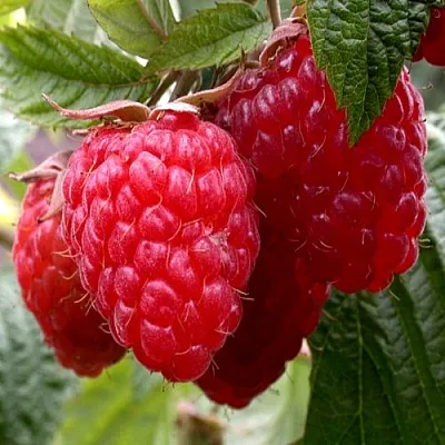 Малина КВЕЛЛИ  Малина КВЕЛЛИ в Кирове