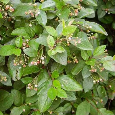 Кизильник блестящий в Кирове