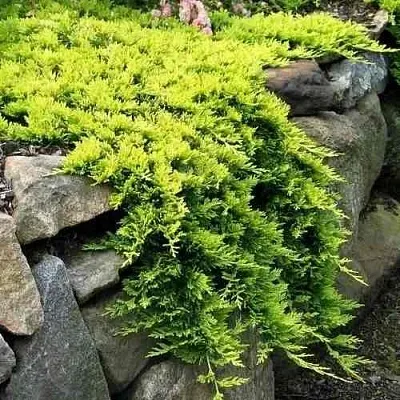 Можжевельник ГОЛДЕН КАРПЕТ горизонтальный в Кирове