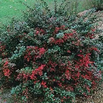 Барбарис РЕД ДЖЕВЕЛ средний   Барбарис РЕД ДЖЕВЕЛ средний  в Кирове