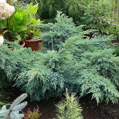 Можжевельник БЛЮ ШВЕД (СВИД) чешуйчатый в Кирове