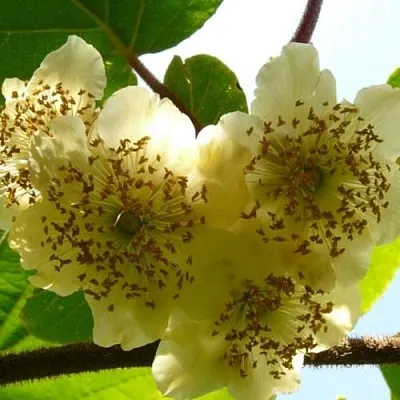 Актинидия АТЛАС (МУЖСКОЙ) в Кирове