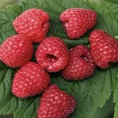 Малина ЗЮГАНА  Малина ЗЮГАНА в Кирове