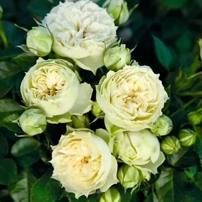 Саженцы роз БЛАНШЕТТ спрей в Кирове