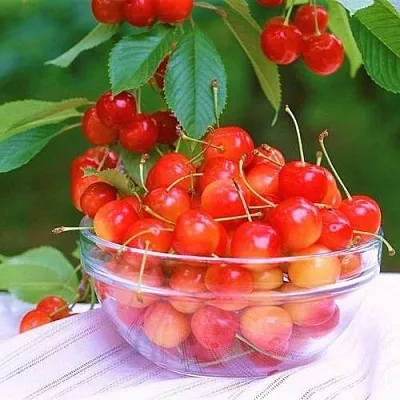 Черешня НАСЛАЖДЕНИЕ  Черешня НАСЛАЖДЕНИЕ в Кирове