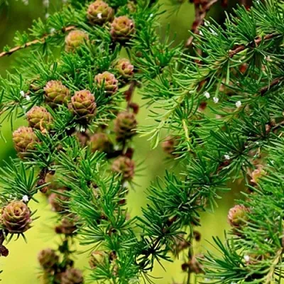 Лиственница в Кирове