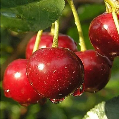 Дюк ПРЕВОСХОДНАЯ ВЕНЬЯМИНОВА  Дюк ПРЕВОСХОДНАЯ ВЕНЬЯМИНОВА в Кирове