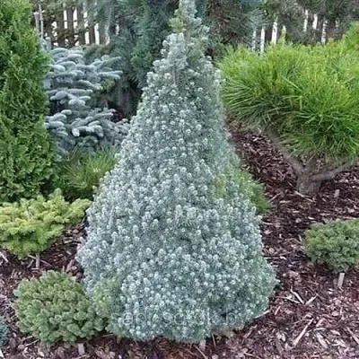 Ель САНДЕРС БЛЮ канадская в Кирове