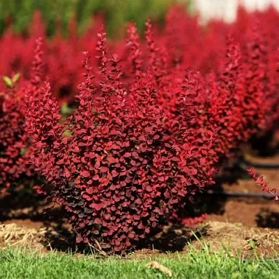 Барбарис ОРАНЖ РОКЕТ тунберга  Барбарис ОРАНЖ РОКЕТ тунберга в Кирове