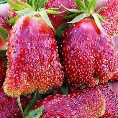 Клубника КУПЧИХА в Кирове