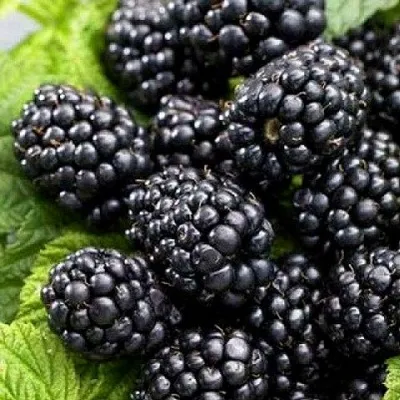 Ежевика БЖЕЗИНА бесшипная — описание сорта Ежевика БЖЕЗИНА бесшипная в Кирове