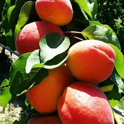 Абрикос ДЖУМБО КОТ  Абрикос ДЖУМБО КОТ в Кирове