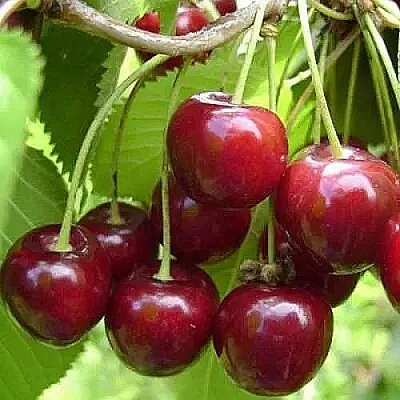 Вишня ХАРИТОНОВСКАЯ  Вишня ХАРИТОНОВСКАЯ в Кирове