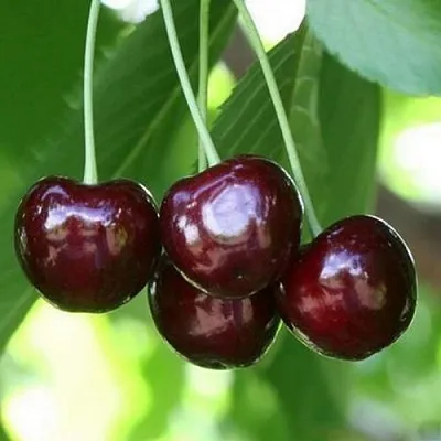 Черешня ЛЕНИНГРАДСКАЯ ЧЁРНАЯ  Черешня ЛЕНИНГРАДСКАЯ ЧЁРНАЯ в Кирове