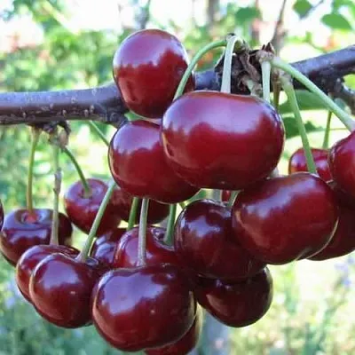 Дюк ИВАНОВНА  Дюк ИВАНОВНА в Кирове