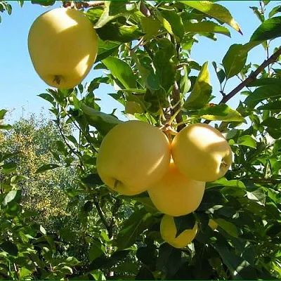 Яблоня ГОЛДЕН МИЛЛЕНИУМ  Яблоня ГОЛДЕН МИЛЛЕНИУМ в Кирове