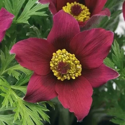 Прострел ПИНВИЛ РЕД ШЕЙДЕС в Кирове