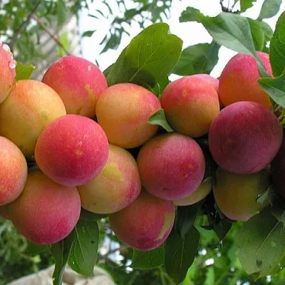 Слива СКОРОПЛОДНАЯ  Слива СКОРОПЛОДНАЯ в Кирове