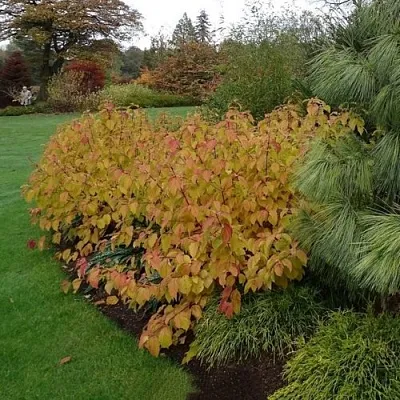 Дерен  АННА ВИНТЕР ОРАНЖ кроваво-красный   в Кирове