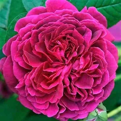 Саженцы роз ВИЛЬЯМ ШЕКСПИР английская в Кирове