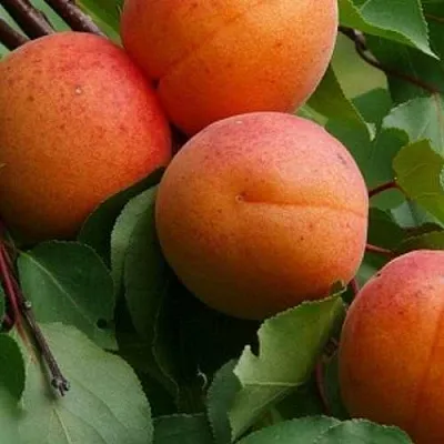 Абрикос ГРАФИНЯ  Абрикос ГРАФИНЯ в Кирове