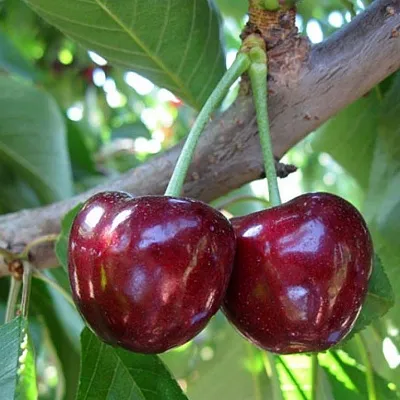 Черешня СЮБАРОВСКАЯ  Черешня СЮБАРОВСКАЯ в Кирове