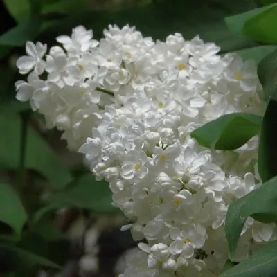 Сирень РУССКИЙ СЕВЕР в Кирове