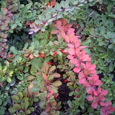 Барбарис ГРИН КАРПЕТ тунберга  Барбарис ГРИН КАРПЕТ тунберга в Кирове