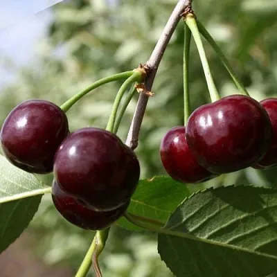 Вишня ЖАДАНА  Вишня ЖАДАНА в Кирове